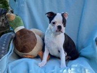 Dostupno musko stene Boston terijera. :: Psi Oglasi Beograd