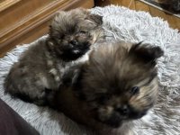 Pufne od mame si cu i tate pomeranca :: Psi Oglasi Beograd