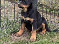 Na prodaju štenad Rottweilera vrhunskog porekla. :: Psi Oglasi Beograd