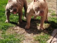 Američki buli :: Psi Oglasi Beograd