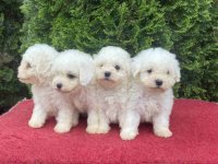 Na prodaju Bichon stenci :: Psi Oglasi Beograd