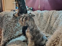 Štenci patuljastih šnaucera :: Psi Oglasi Beograd