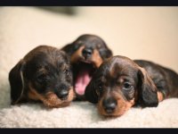 Na prodaju štenci rase oštrodlaki jazavičar - kunićar :: Psi Oglasi Beograd