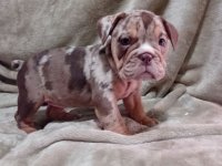 Choko Merle engleski buldog :: Psi Oglasi Beograd