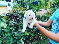 Na prodaju vrhunski štenci samojeda, oštenjeni 16.08.2023. :: Psi Oglasi Beograd