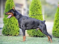 Doberman štenci :: Psi Oglasi Beograd