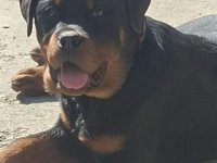 Rotvajler žensko štene :: Psi Oglasi Beograd