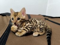 Bengalske macke, bengalsko mace :: Mačke Oglasi Beograd