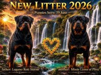 Rotvajler (Rottweiler) štenci :: Psi Oglasi Beograd