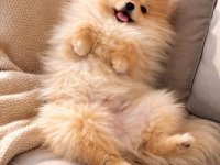 Pomeranac ženkica :: Psi Oglasi Beograd