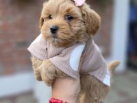 Maltipoo nove bebe :: Psi Oglasi Beograd