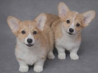 Korgi stenci :: Psi Oglasi Beograd