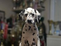Dalmatinski pas, vrhunski štenci :: Psi Oglasi Beograd