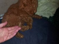 Štenci toy crvene pudle :: Psi Oglasi Beograd