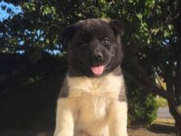 Američka Akita TOP štenci :: Psi Oglasi Beograd