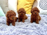 Teddy bear toy PUDLE – malene, prelepe :: Psi Oglasi Beograd
