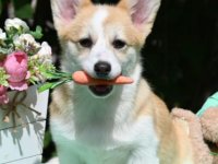 Velski korgi/Welsh Corgi Pembroke :: Psi Oglasi Beograd