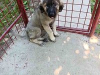 Na prodaju tri ženke ŠARPLANINCA :: Psi Oglasi Beograd
