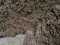 Isečena Loza 1 KLASE za Kalemljenje :: Poljoprivreda Ostalo Razno Oglasi Beograd