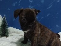 Zensko stene francuskog buldoga :: Psi Oglasi Beograd