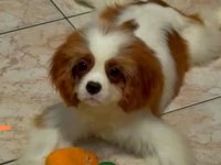 Dostupni štenci Cavalier King Charles spanijela :: Psi Oglasi Beograd