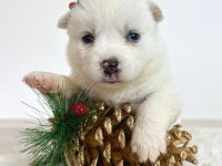 Pomsky-pomski (pomeranac + haski) :: Psi Oglasi Beograd