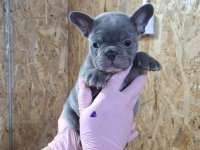 Sivi plavi francuski buldog :: Psi Oglasi Beograd