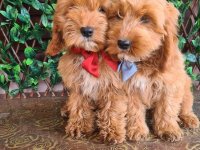 Labradoodle prelepi štenci :: Psi Oglasi Beograd