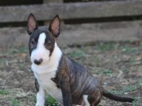 Mini Bull Terijer prelepi štenci :: Psi Oglasi Beograd