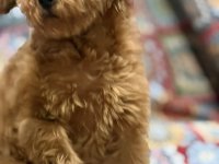 Toy Pudla prelepi štenci :: Psi Oglasi Beograd