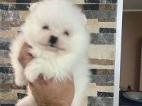 Pomeranac štenci :: Psi Oglasi Beograd