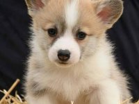 Velški korgi Welsh Corgi Pembroke :: Psi Oglasi Beograd