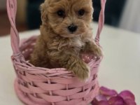 Preslatki maleni MALTIPOO stenci :: Psi Oglasi Beograd