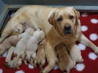 Labrador retriver štenci :: Psi Oglasi Beograd