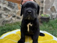 Cane Corso štenci :: Psi Oglasi Beograd