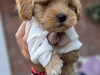 Maltipoo bebe :: Psi Oglasi Beograd