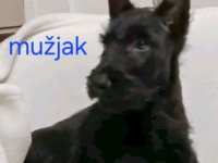 Škotski terijer štenci :: Psi Oglasi Beograd