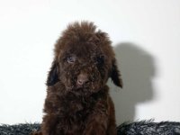 Toy pudle stenci :: Psi Oglasi Beograd