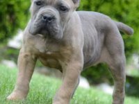 Cane Corso, štenci vrhunskog kvaliteta :: Psi Oglasi Beograd