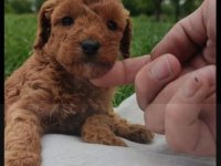 Toy Pudla kvalitetni štenci :: Psi Oglasi Beograd