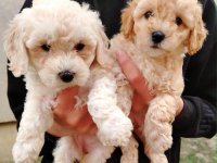 Maltipoo štenci :: Psi Oglasi Beograd