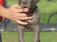 Cane Corso štenci :: Psi Oglasi Beograd
