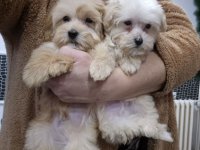 Maltipoo štenci :: Psi Oglasi Beograd