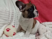 Zensko stene francuskog buldoga :: Psi Oglasi Beograd