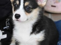 Velski korgi Welsh Corgi Pembroke :: Psi Oglasi Beograd
