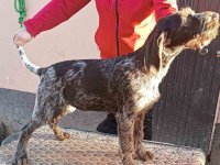 Nemački oštrodlaki ptičar :: Psi Oglasi Beograd