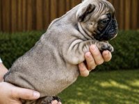 Francuski Buldog PRELEPI štenci :: Psi Oglasi Beograd