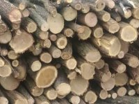 Prodaja 30 prostornih metara ogrevnog drveta bagrema :: Ogrev Oglasi Beograd
