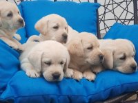 Labrador štenci :: Psi Oglasi Beograd