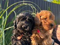Pudle i maltipoo štenci :: Psi Oglasi Beograd